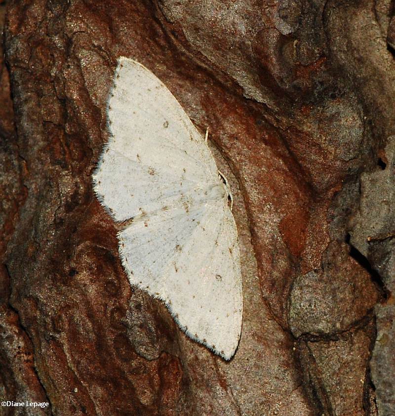 Sweetfern geometer moth (<em>Cyclophora pendulinaria</em>), #7139