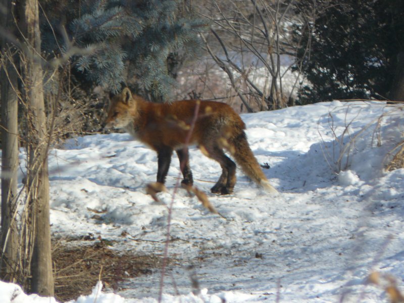 Red fox
