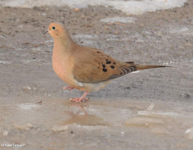 Mourning Dove