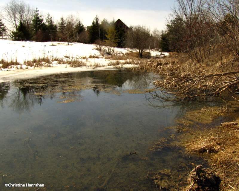 Amphibian pond