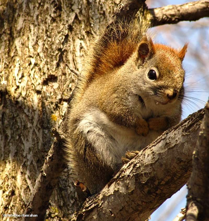 Red squirrel