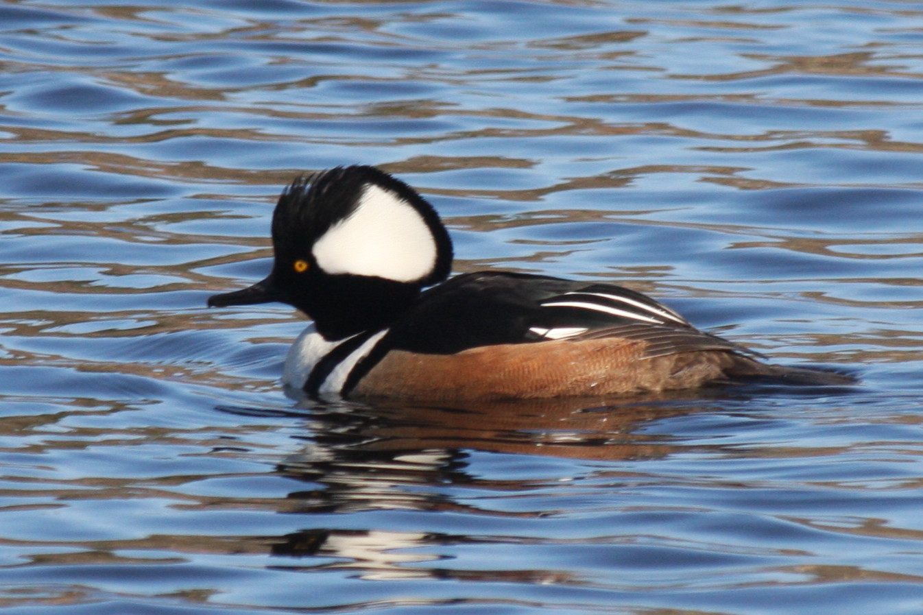 Hooded Merganser male - Duxbury Rt 14  090217