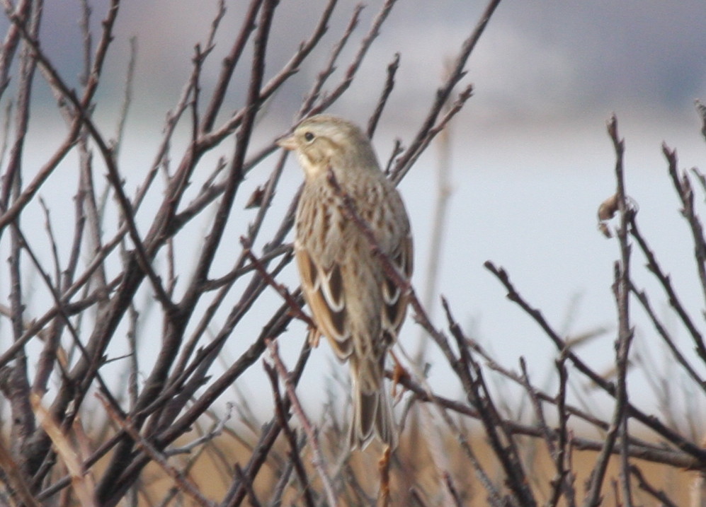 Ipswich Sparrow - Duxbury Beach MA   11-18-2009