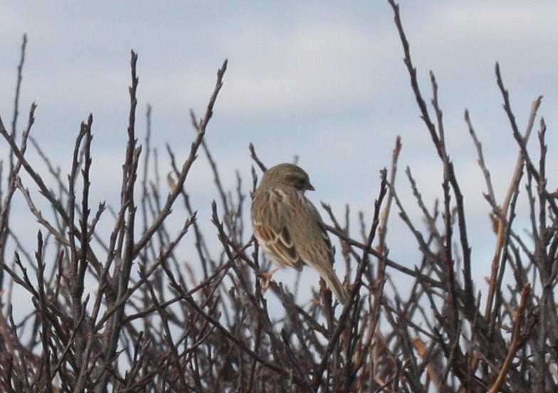 Ipswich Sparrow - Duxbury Beach MA   11-18-2009