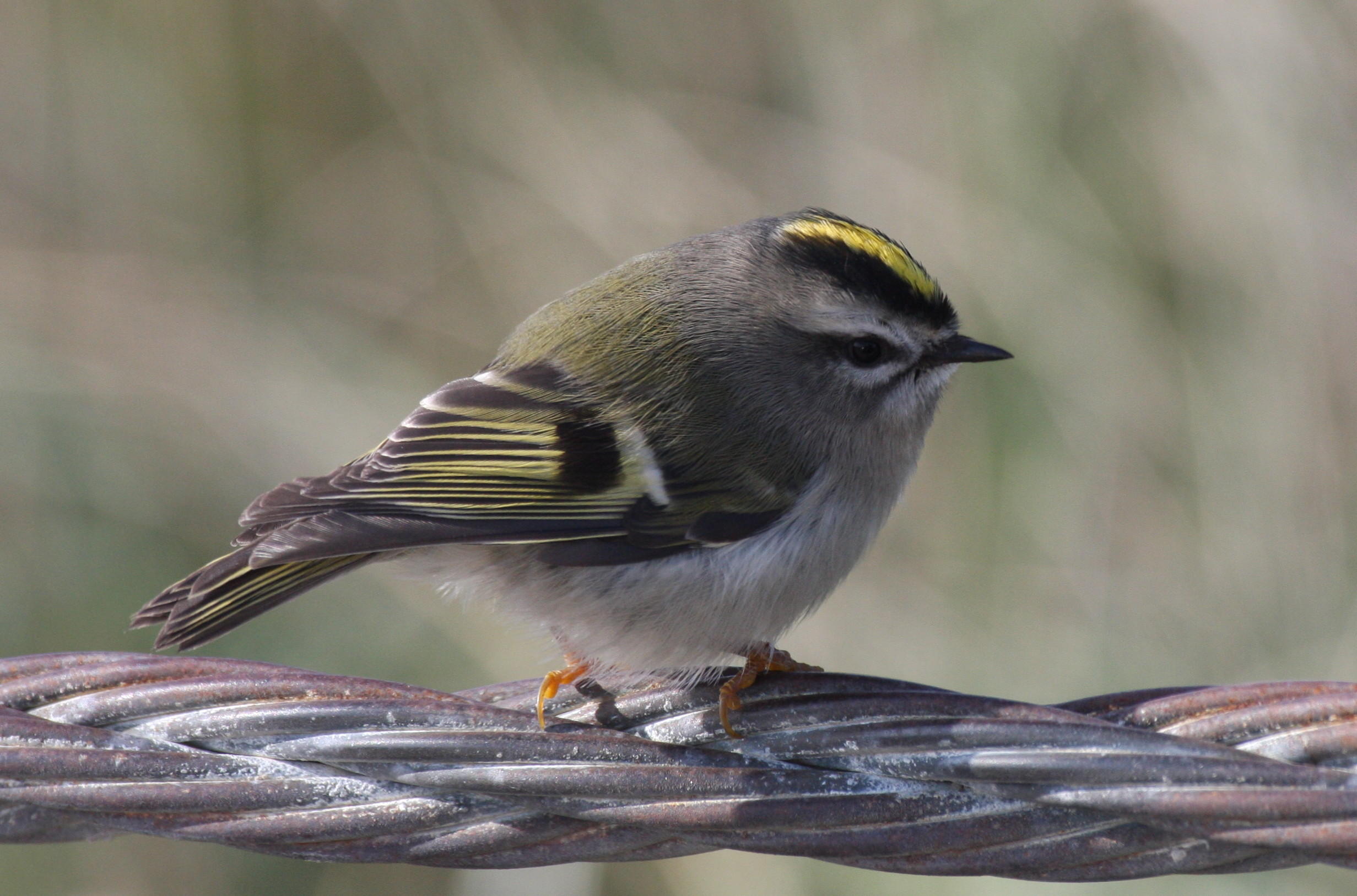 Golden-crowned Kinglet - Duxbury Beach, MA  - Oct. 7, 2011