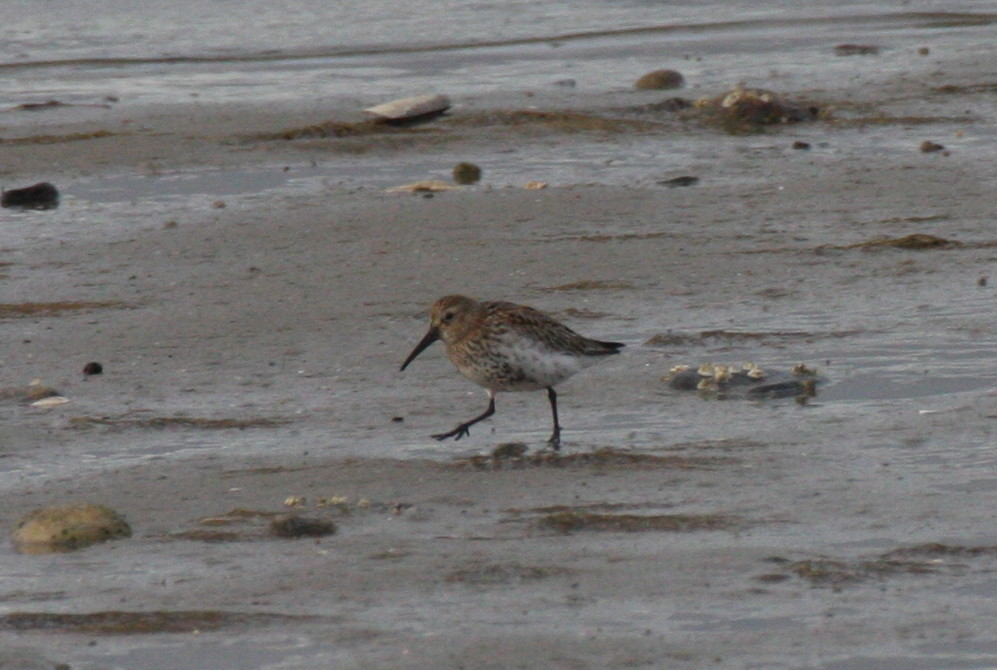 Dunlin - Duxbury Beach, MA  -  Oct 12, 2011  delayed molt
