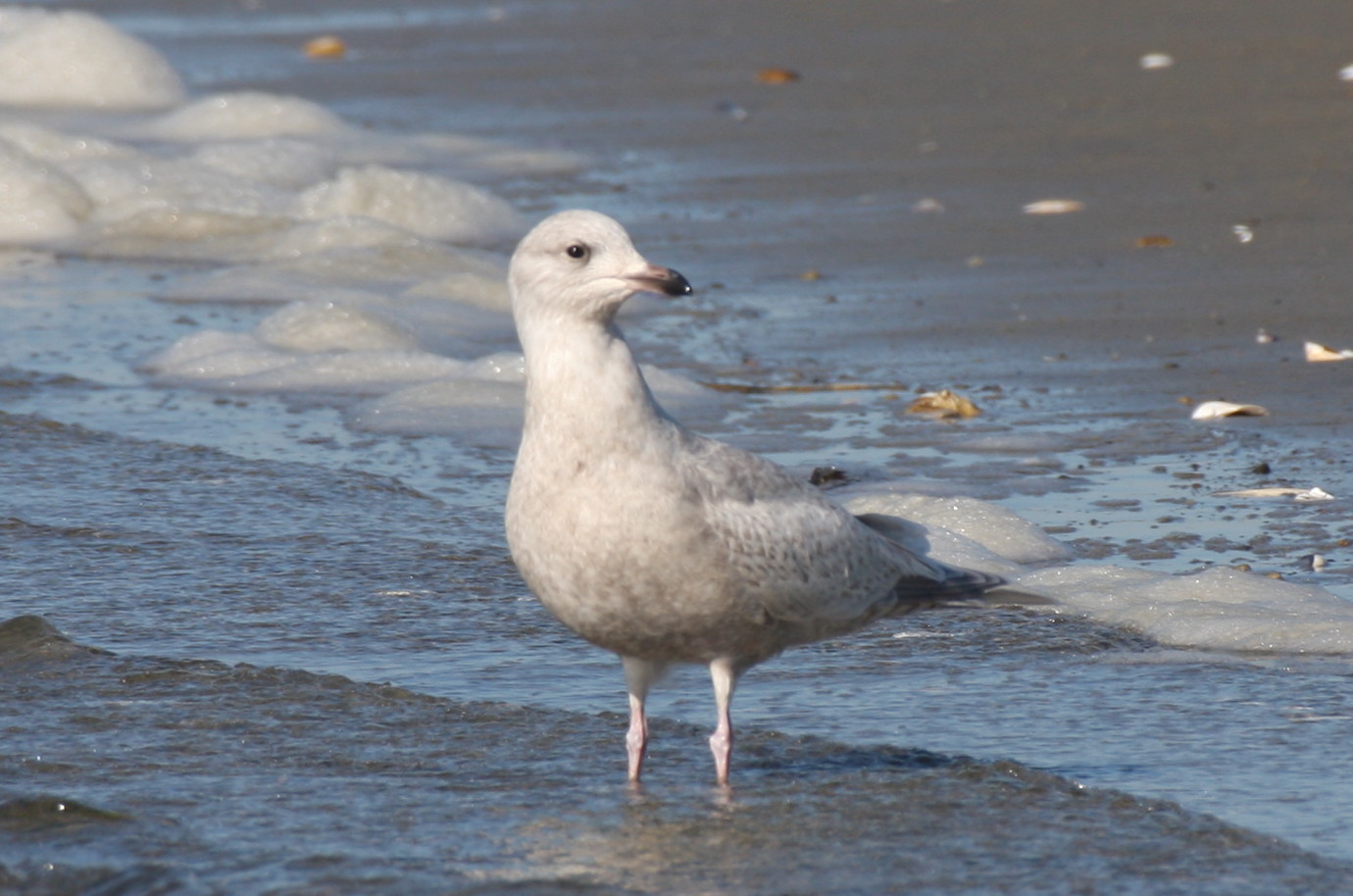 Kumliens Gull (1w)  2-10-2012 IMG_2723