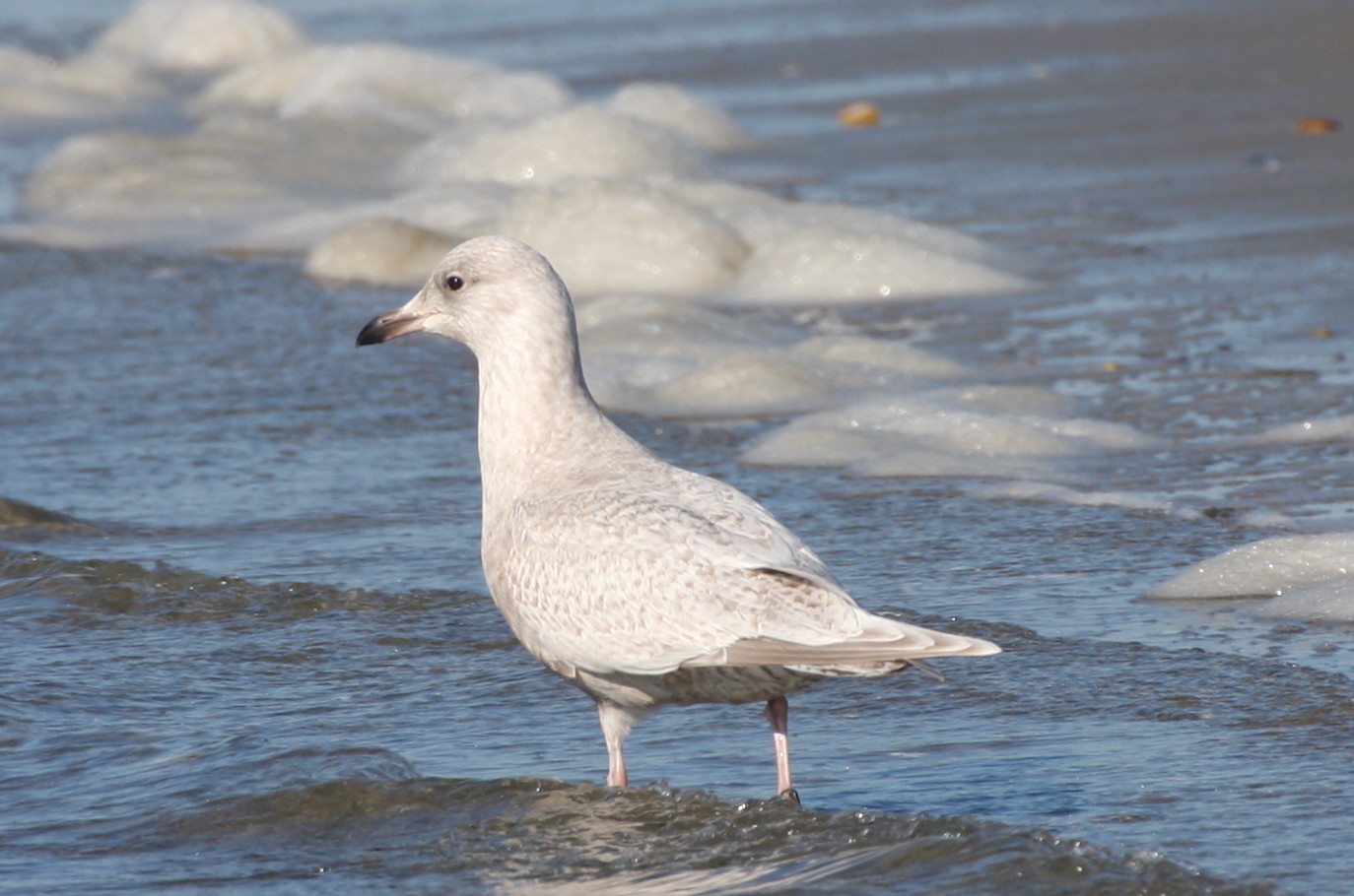 Kumliens Gull (1w)  2-10-2012 IMG_2727