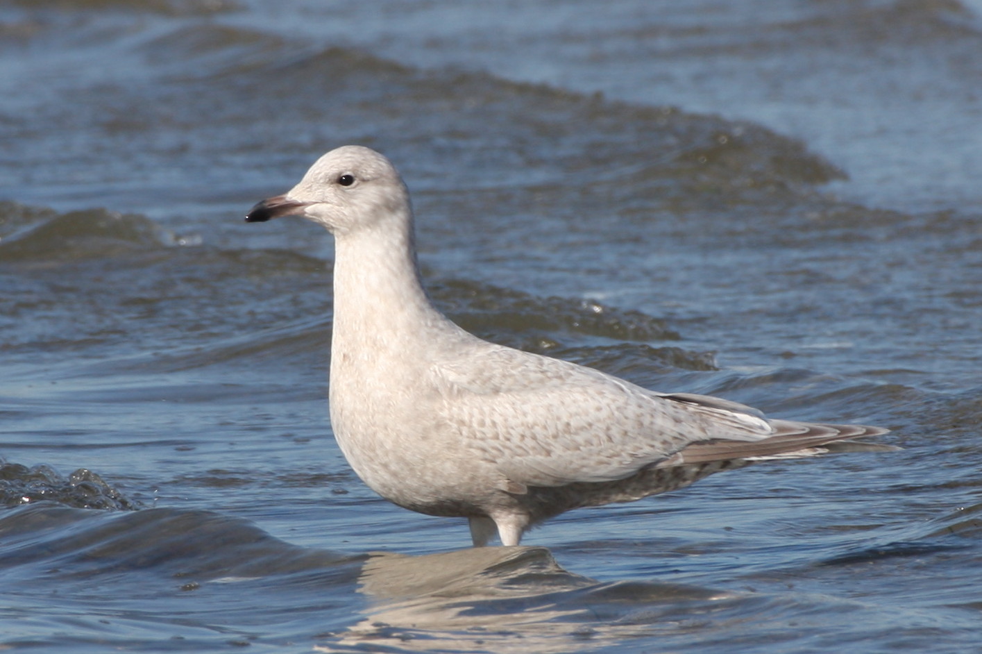 Kumliens Gull (1w)  2-10-2012 IMG_2736