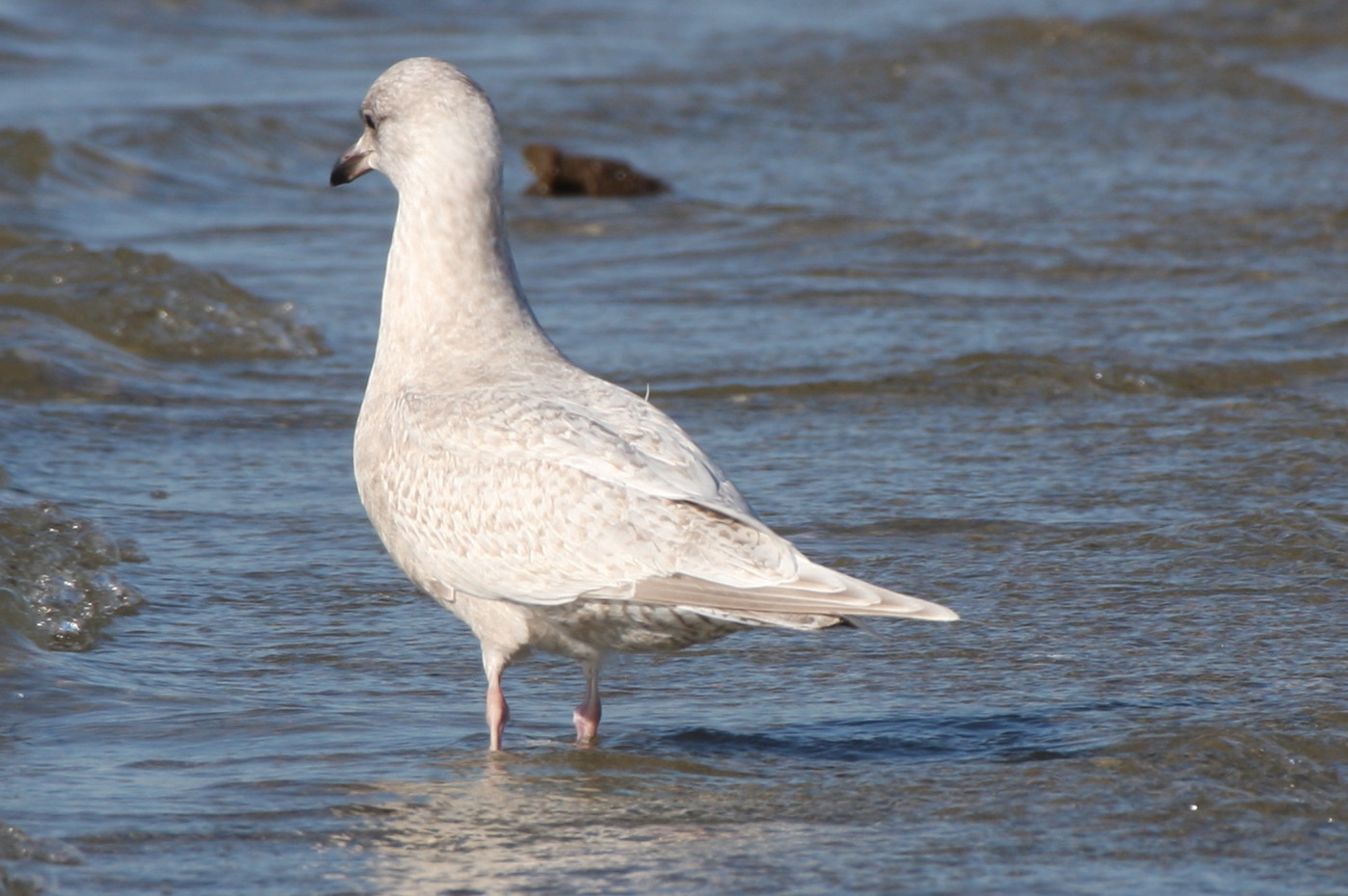 Kumliens Gull (1w)  2-10-2012 IMG_2746