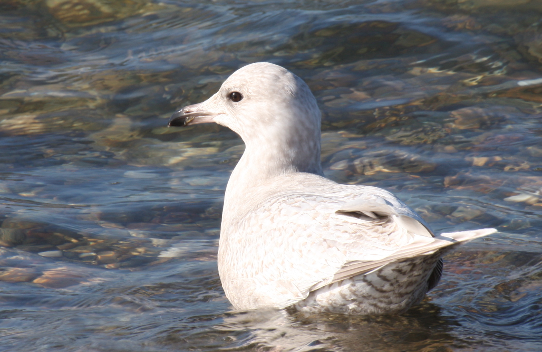 Kumliens Gull (1w)  2-10-2012  IMG_2841
