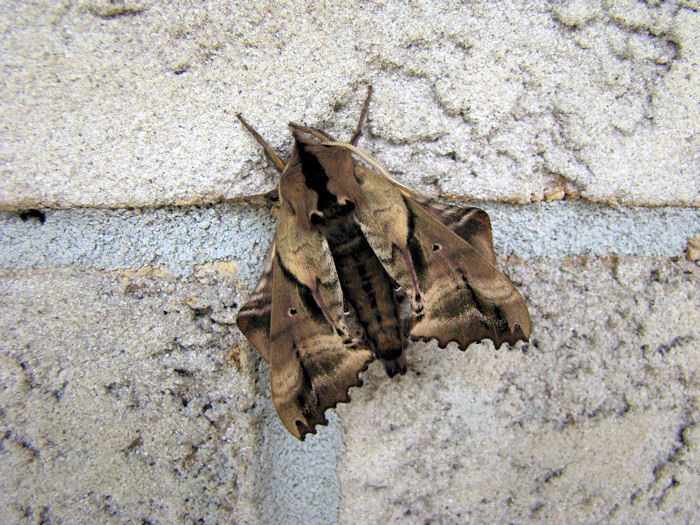 Blinded Sphinx (Paonias excaecatus)<br>Hodges #7824
