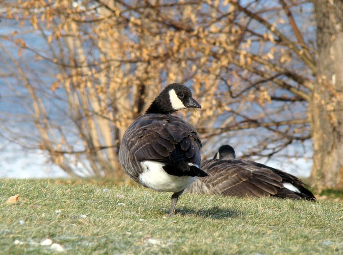 Cackling Goose