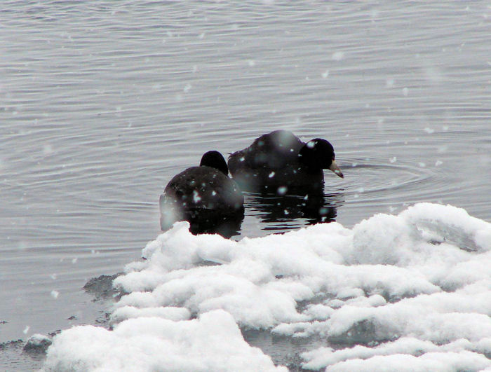 American Coots
