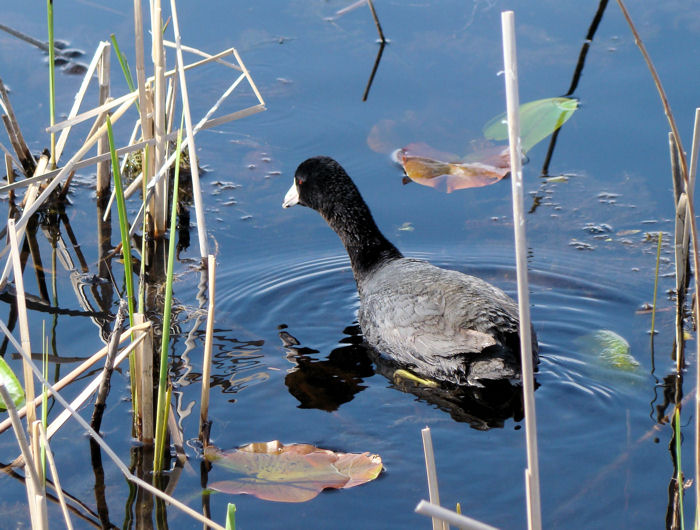 American Coot