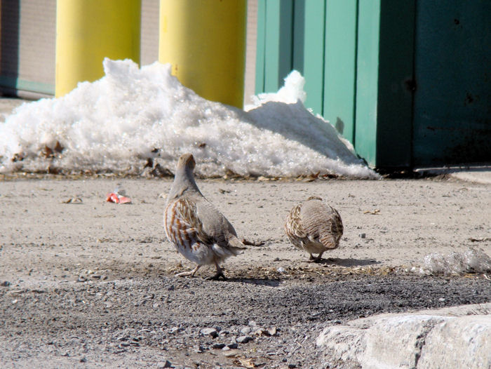 Gray Partridges