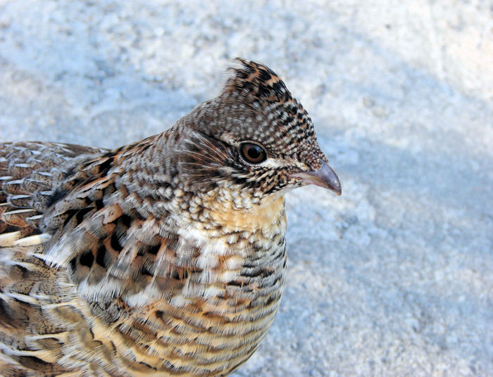 Ruffed Grouse