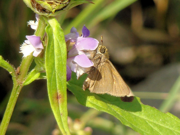 Dun Skipper (male) (Euphyes vestris)