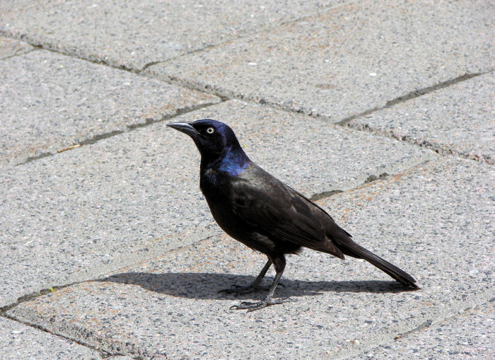 Common Grackle