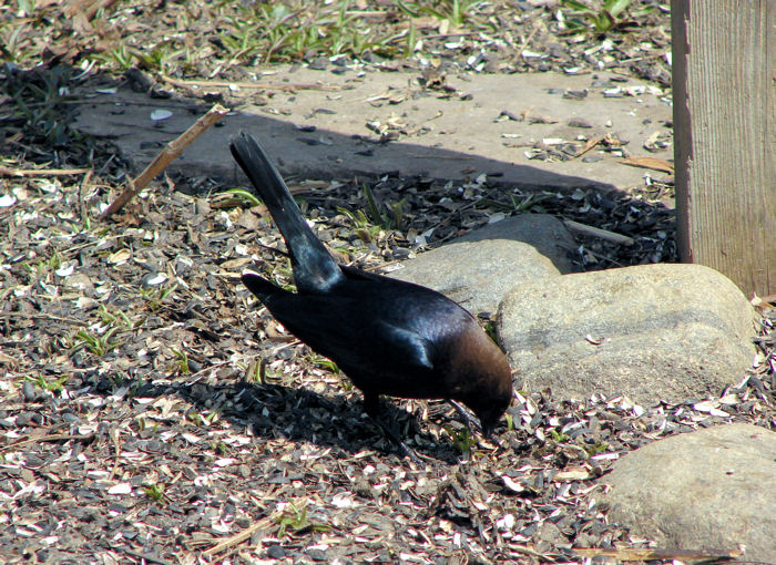 Brown-headed Cowbird (male)