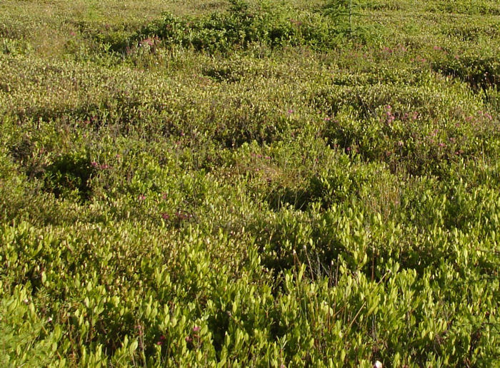 Bog Copper (Lycaena epixanthe)