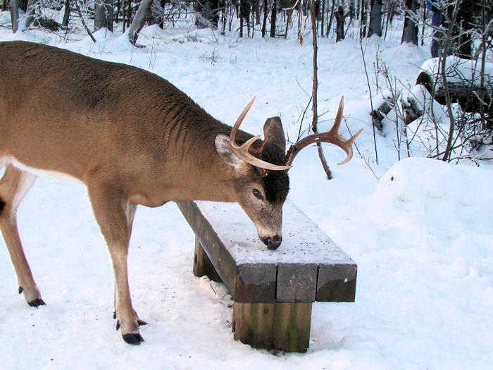 White-tailed Deer