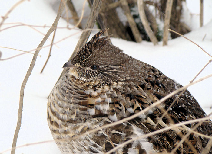 Ruffed Grouse