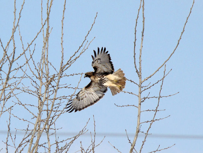 Red-tailed Hawk