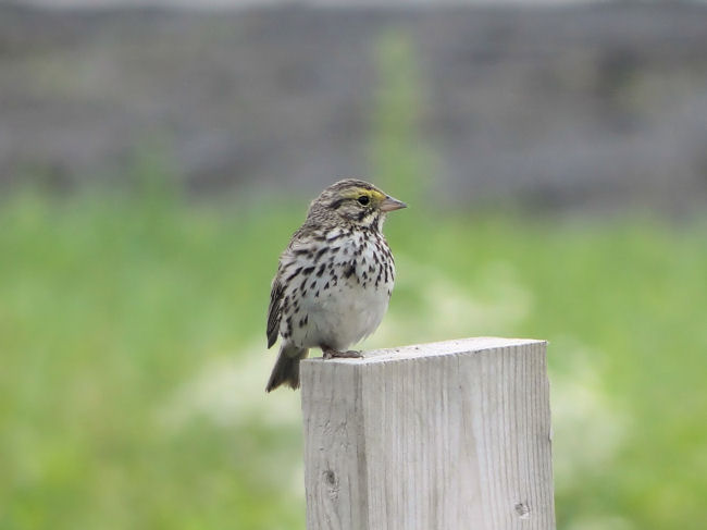 Savannah Sparrow