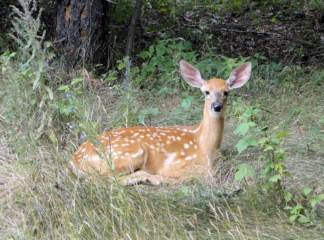 White-tailed Fawn