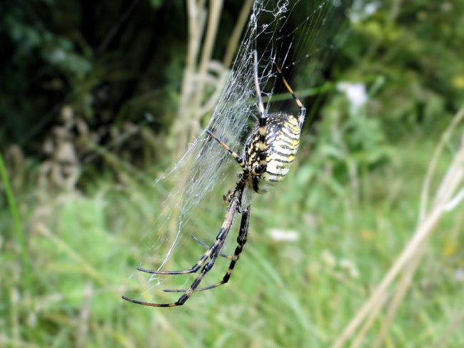 Banded argiope (Argiope trifasciata)