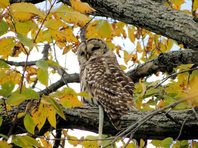 Barred Owl with Garter Snake