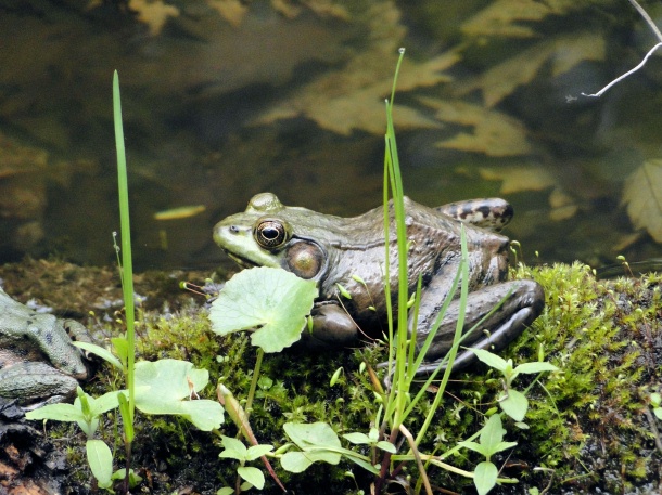 Green Frog (<i>Rana clamitans </i>)