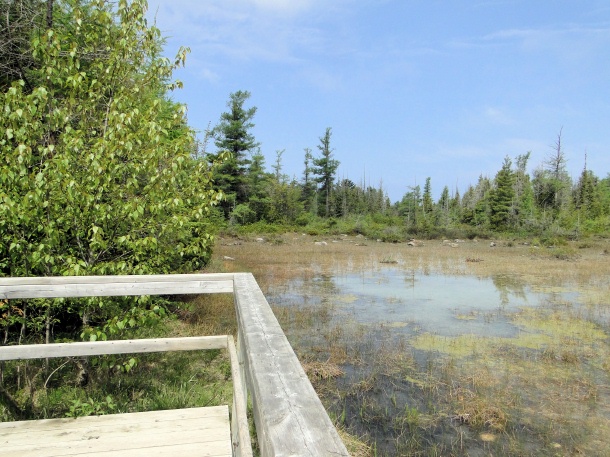 Pitcher Plant Marl
