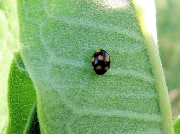 Lady beetle (<i>Brachiacantha</i> sp.)