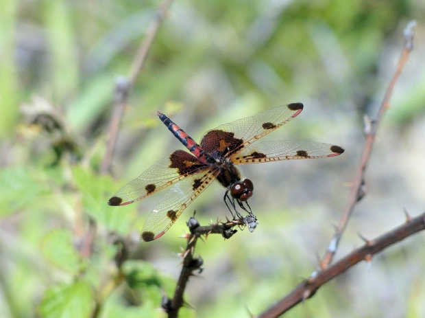 Calico Pennant (<i>Celithemis elisa</i>)