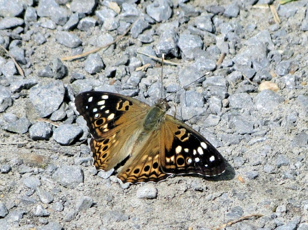 Hackberry Emperor (<i>Asterocampa celtis</i>)