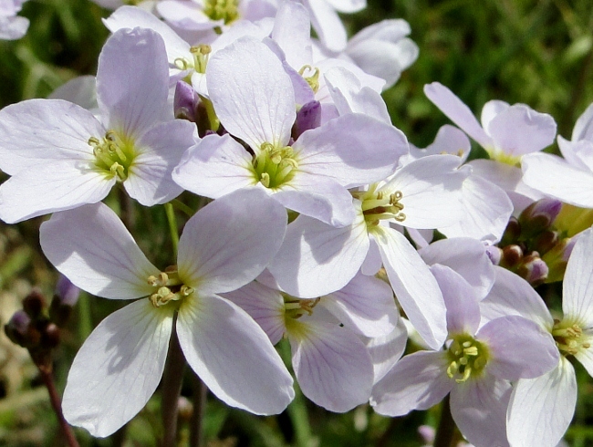 Wildflowers in Bloom