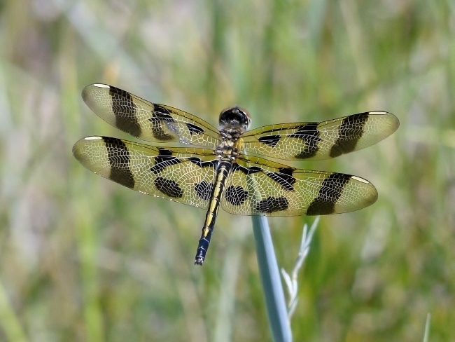 Halloween Pennant (<i>Celithemis eponina</i>)
