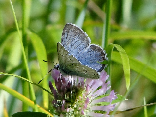 Greenish Blue (<i>Plebejus saepiolus</i>)