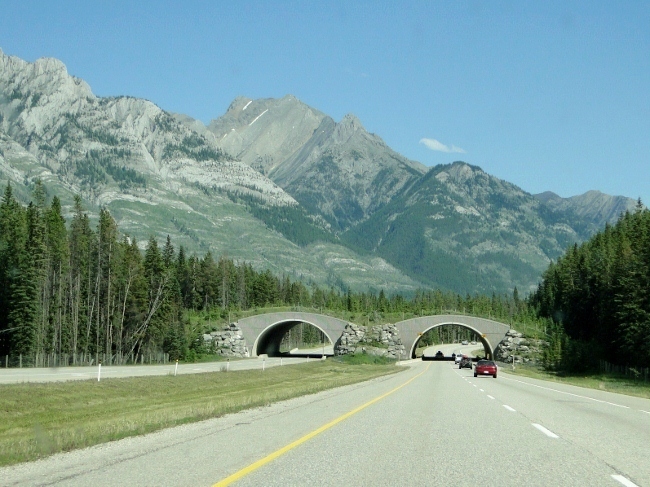 Wildlife Bridge along the TransCanada Highway