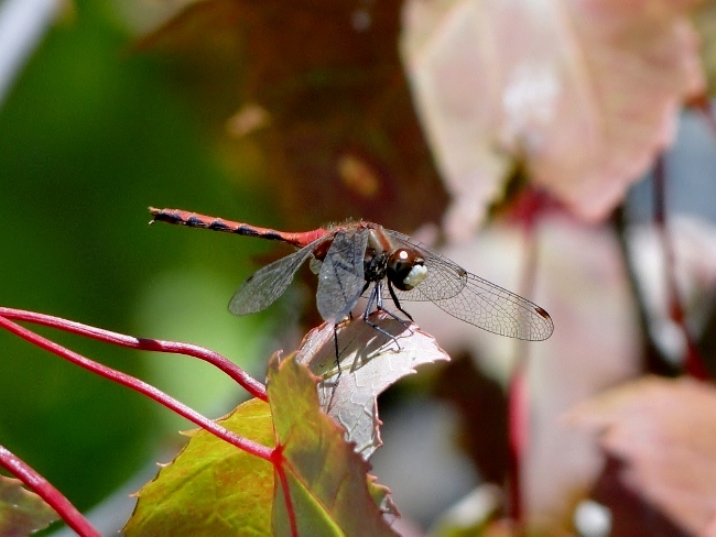 White-faced Meadowhawk  (<i>Sympetrum obstrusum</i>)