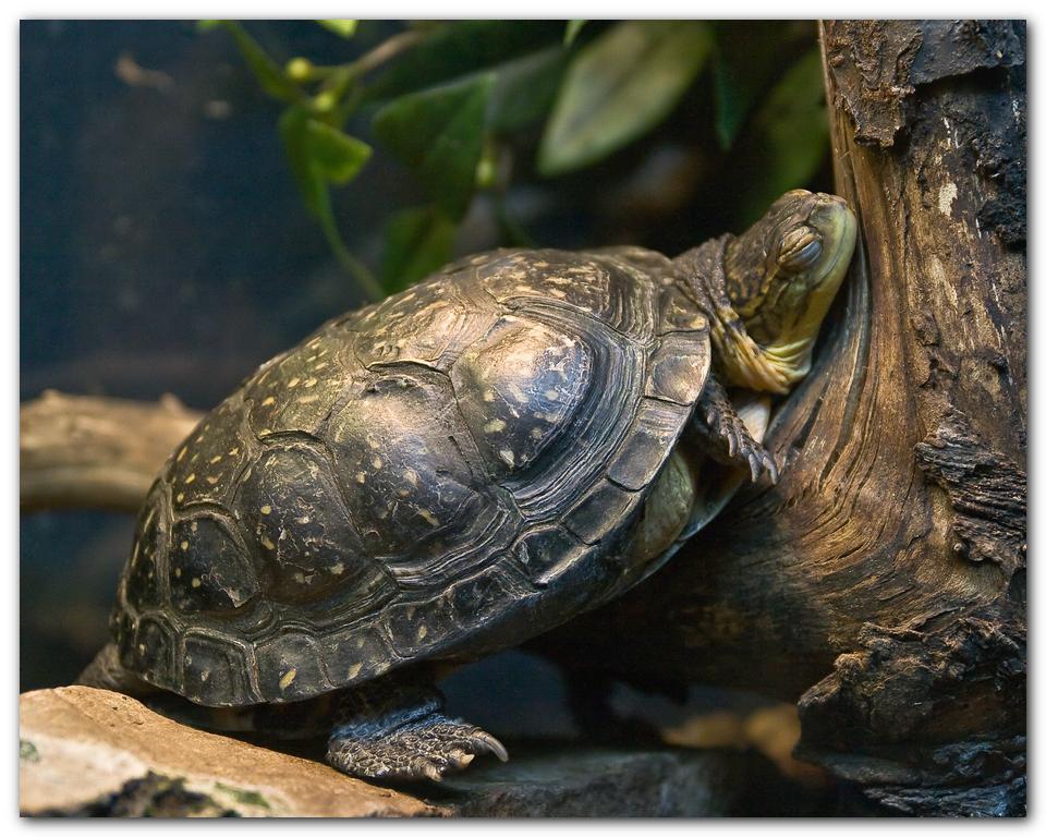 Sleeping Turtle photo - Giorgio Iorio photos at pbase.com