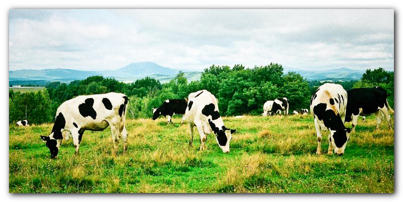 Cows Grazing