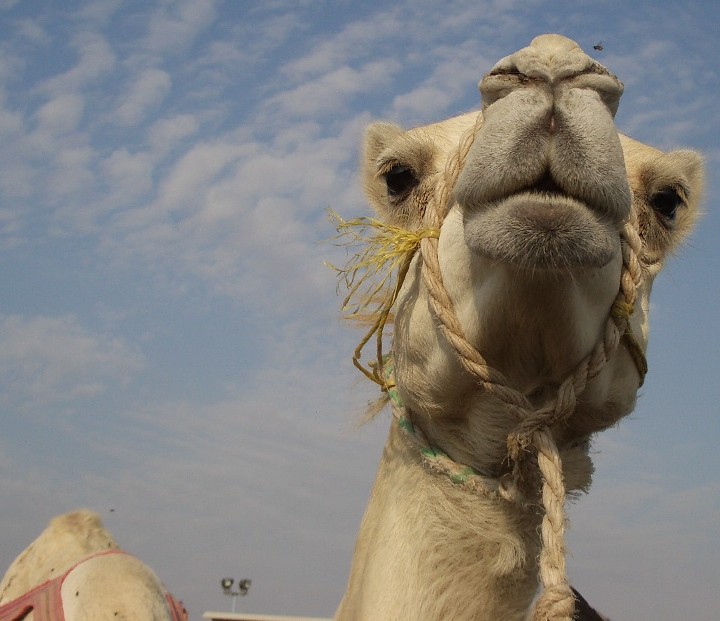 Curious Camel in Al Ain Oasis, UAE