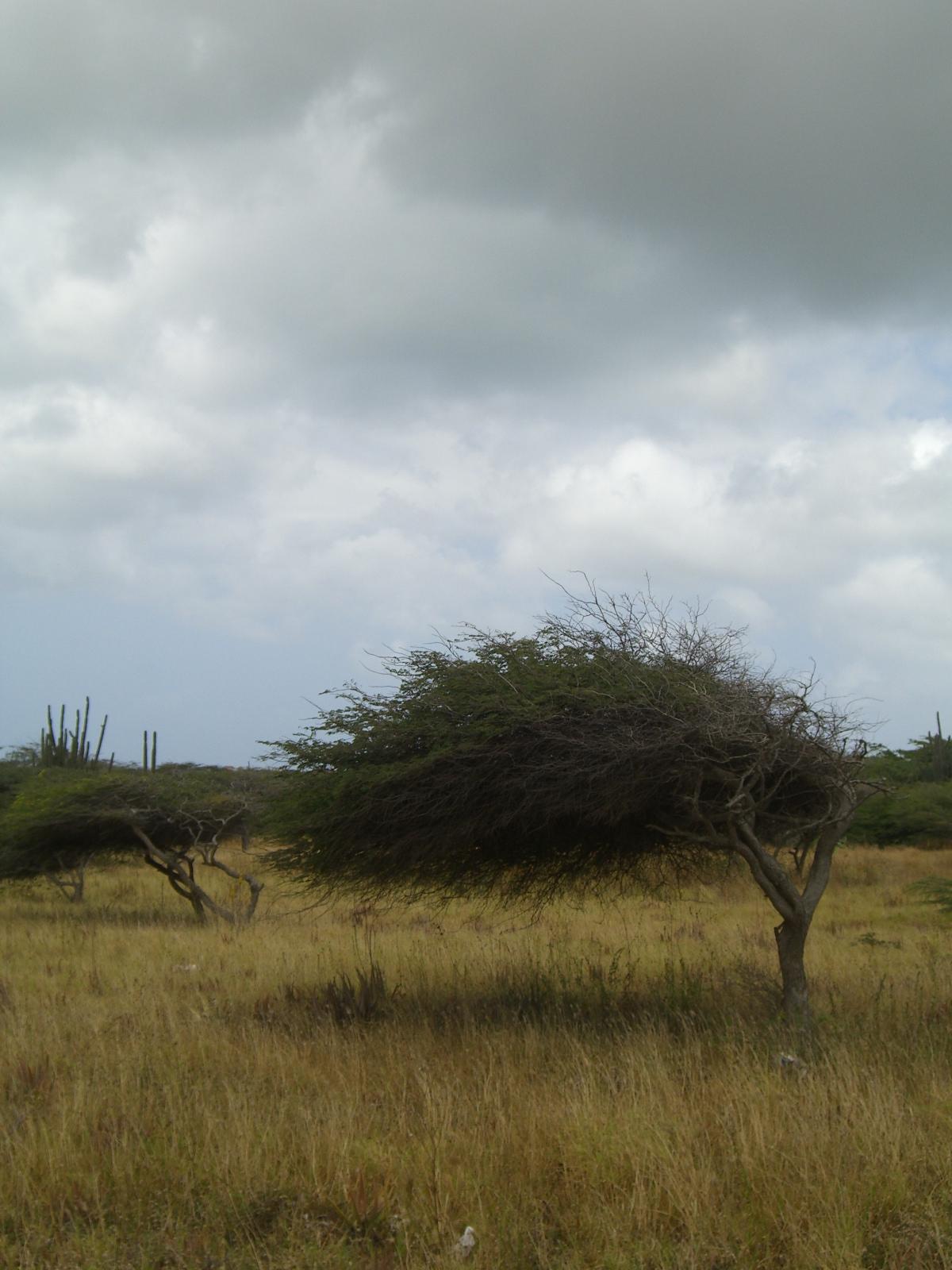 Diwi Diwi Tree, Aruba.JPG