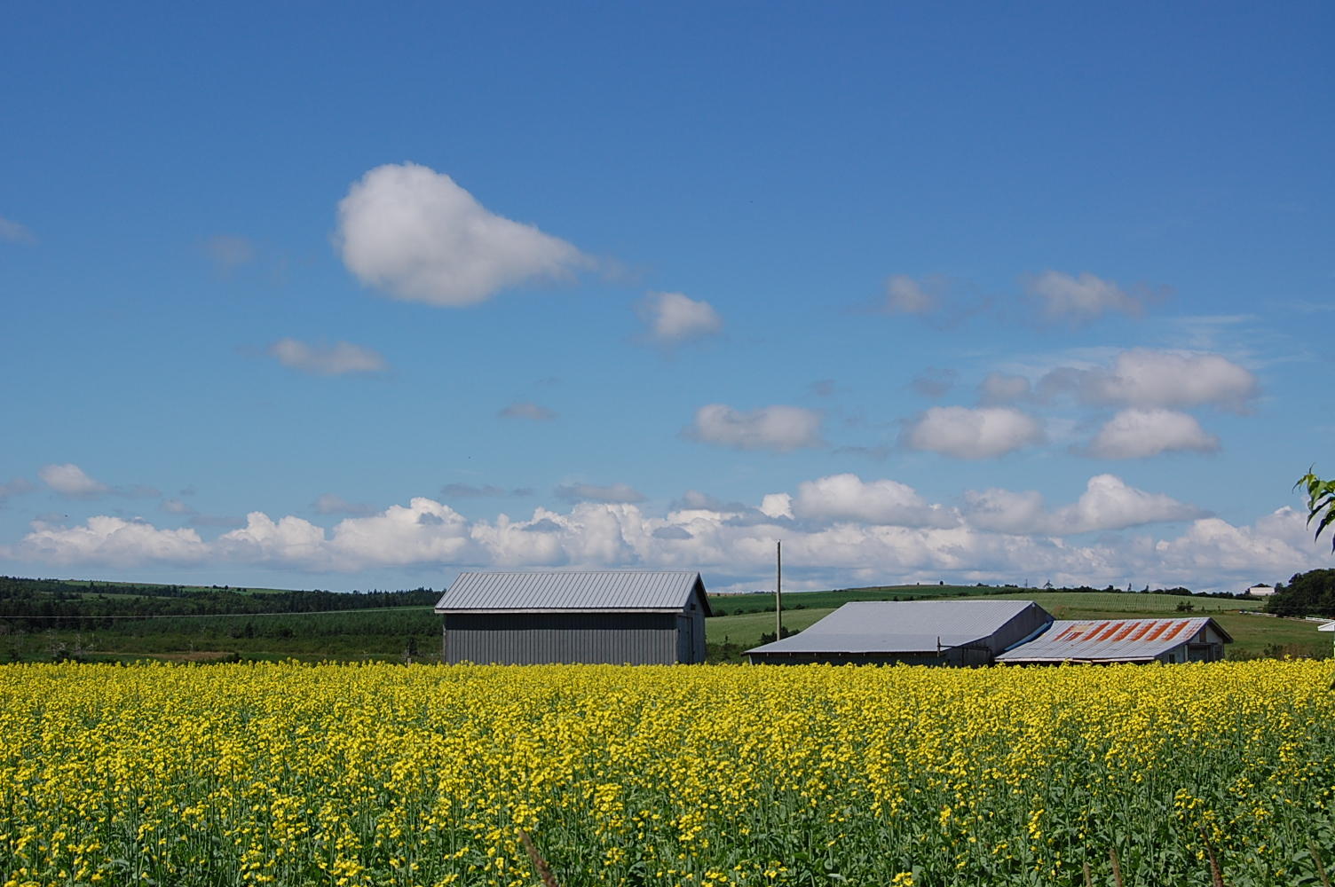 Yellow Fields, PEI.jpg