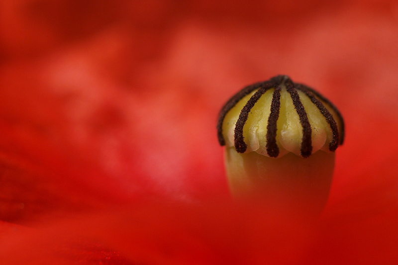 Poppy/Klaproos