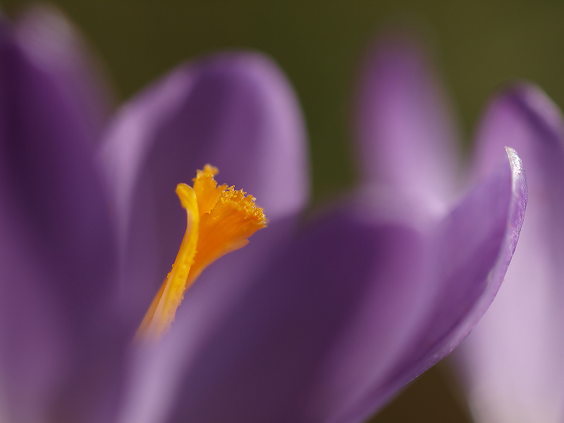 Tomasinis crocus/Boerenkrokus