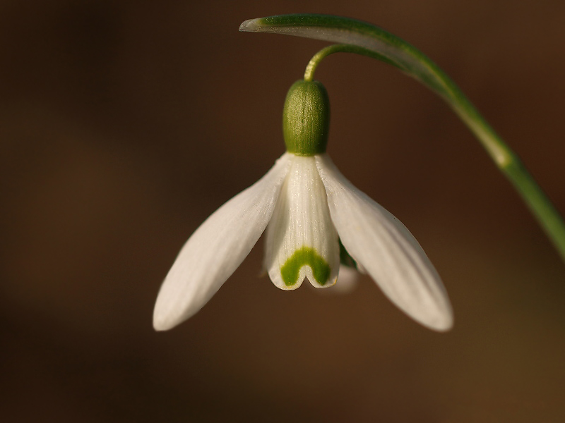 Snowflake/Winterklokje